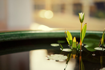 A Beautiful Blooming White Lotus Water Lily Pad Flower.