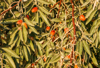 Brown fruit olives on the  olive tree in the garden of the Turkey