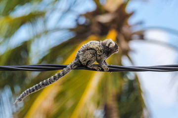 Small Brazilian monkey crawling on electric wires