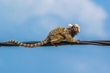 Small Brazilian monkey crawling on electric wires