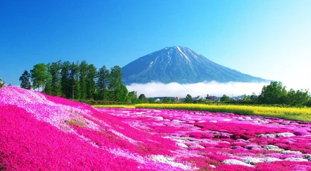 Fototapete Pink 蝦夷富士と絶景の芝桜  © kat334