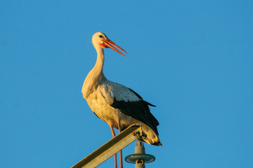 Shadoof sitting on a pole in the Spanish province