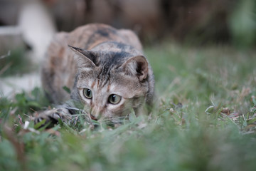 Cats that are lurking in the bushes waiting to attack.