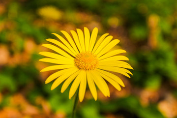Spring yellow flowers in a forest glade