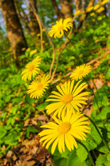 Spring yellow flowers in a forest glade