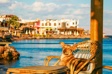 dog enjoing the sun on a deck chair on the shore of the Red Sea