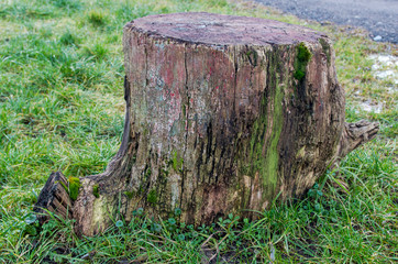 Brown-gray old stump with peeling bark, traces of moss and fungus, sticking out in middle of tufts of green grass near road with asphalt surface. Concept: Inviting tired traveler to sit down for rest
