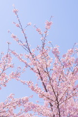 Perfect Cherry blossoms with blue background