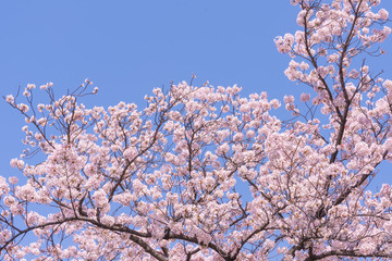 Perfect Cherry blossoms with blue background