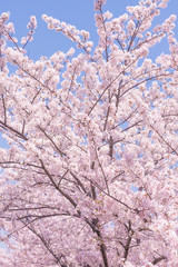 Perfect Cherry blossoms with blue background