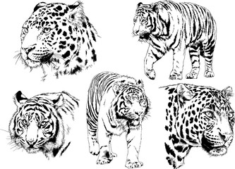 tiger and leopard snarling muzzles drawn in ink by hand, vector without background