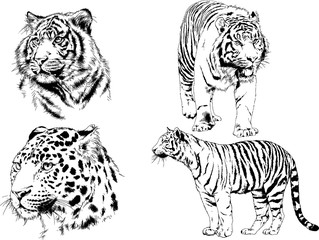 tiger and leopard snarling muzzles drawn in ink by hand, vector without background