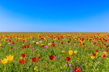 Endless fields of tulips in the reserve Opuk Crimea