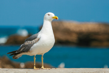 Seagull closeup on the walls of the ancient fortress