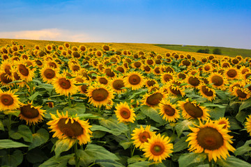 Endless sunflower field on the background of blue sky in the Caucasus