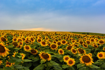 Obraz premium Endless sunflower field on the background of blue sky in the Caucasus