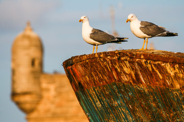 Seagull closeup sitting on a rusty old ship on the background of a vintage fortress