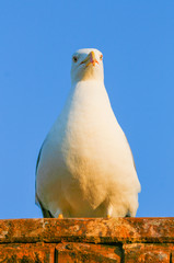 seagull's head close-up at sunset on the walls of the medina