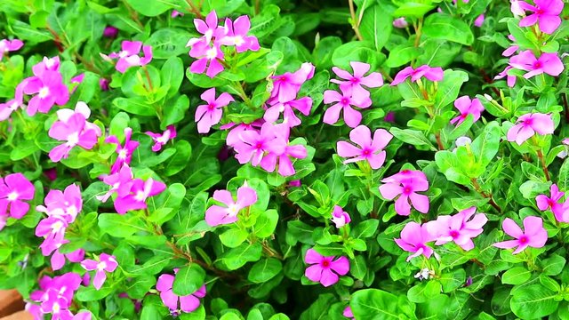 pink madagasca periwinkle, rose periwinkle green leaves in the garden