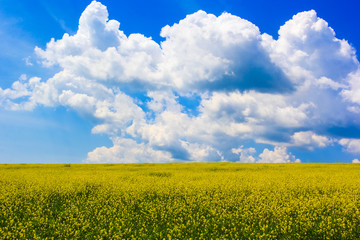 Obraz premium Road over spring rapeseed field under white clouds