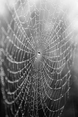 Spider web with dew in a misty autumn forest