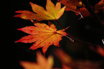 黒背景のカエデの葉