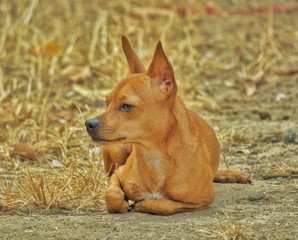 portrait of a dog