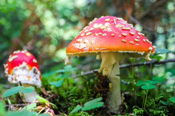 Red mushroom cap of amanita  in the forest highlands of Svaneti in Georgia