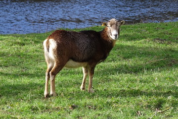 Mufflon am See