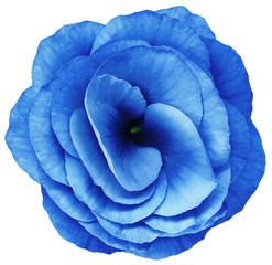 Obraz premium rose flower blue. Flower isolated on a white background. No shadows with clipping path. Close-up. Nature.