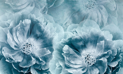 Floral  blue-white background. Flowers and peony petals. Flower composition. Place for text....
