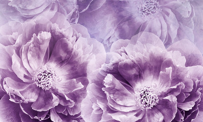 Floral  purple-white background. Flowers and peony petals. Flower composition. Place for text. Greeting card. Nature.