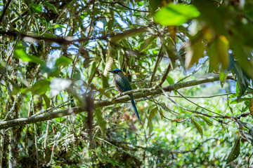 Pájaro Barranquero