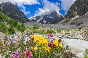 Bright flowers on alpine meadows in the background of the Caucasus Mountains of Georgia