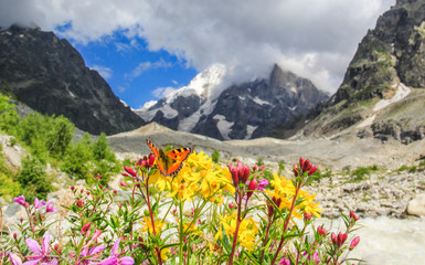 Fototapeta premium Bright flowers on alpine meadows in the background of the Caucasus Mountains of Georgia