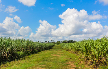 Dirt road through the sugar cane plantation in the Dominican Republic
