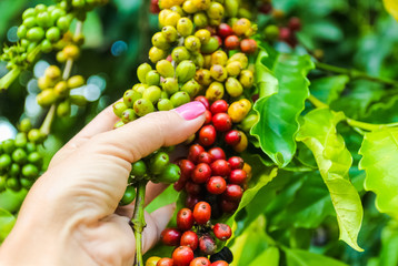 Fruit of the coffee tree in women's hands on Dominican plantations