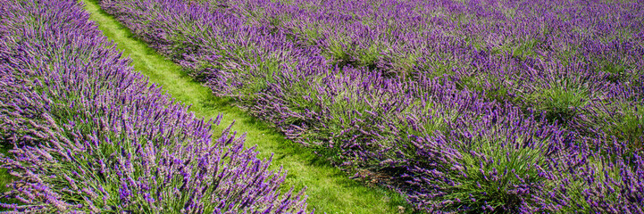 Field of purple lavender flowers, Spring nature background, Beautiful colorful flowers in bloom