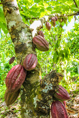 Ripe fruits of the cacao tree on tropical farm