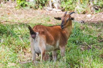 Concerned goat grazing on a lush meadow