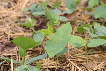 green leaves on the ground