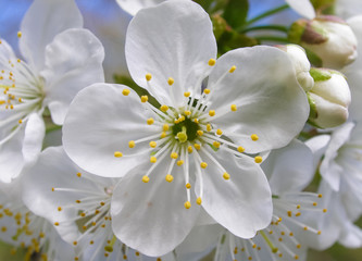 Fototapeta na wymiar Flowers of the cherry blossoms in the spring garden