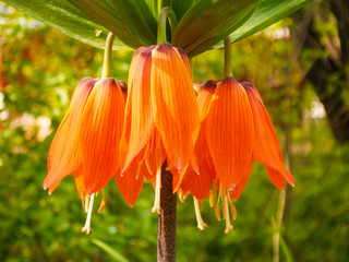Fritillaria flower closeup in flower bed