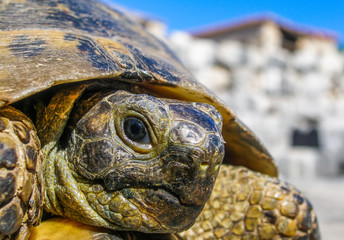 Portrait of a turtle on the ruins of the ancient Roman city