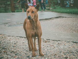 dog