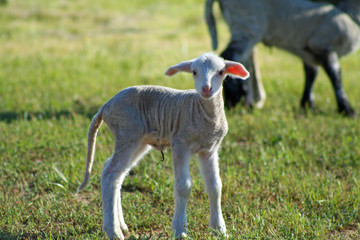 Obraz na płótnie Canvas Baby Lamb (CA 02360)