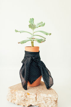 scarf on plant