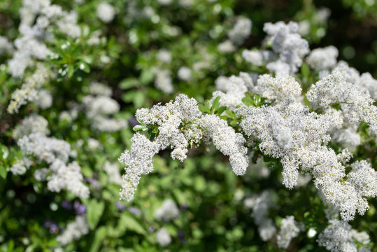 white flower