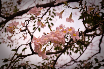 Obraz premium garden natural leaf