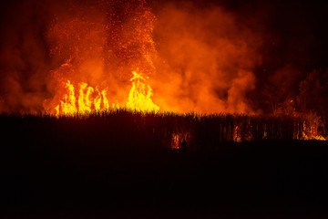 Bush forest wild fire at night